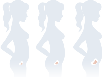 First Trimester Development